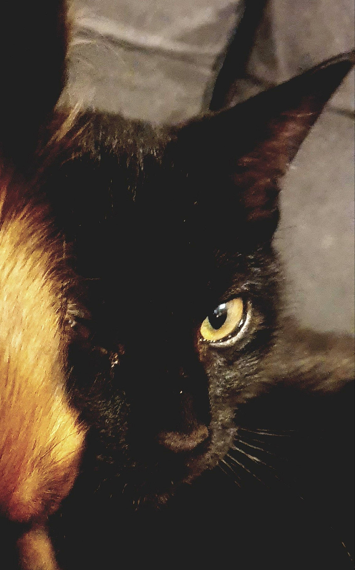 Mister T a rejoint le concours — aidez-le/la à gagner de superbes lots ! black_cat, bombay, carnivore, cat, darkness, domestic_short_haired_cat, felidae, fur, iris, small_to_medium_sized_cats, snout, terrestrial_animal, whiskers, window