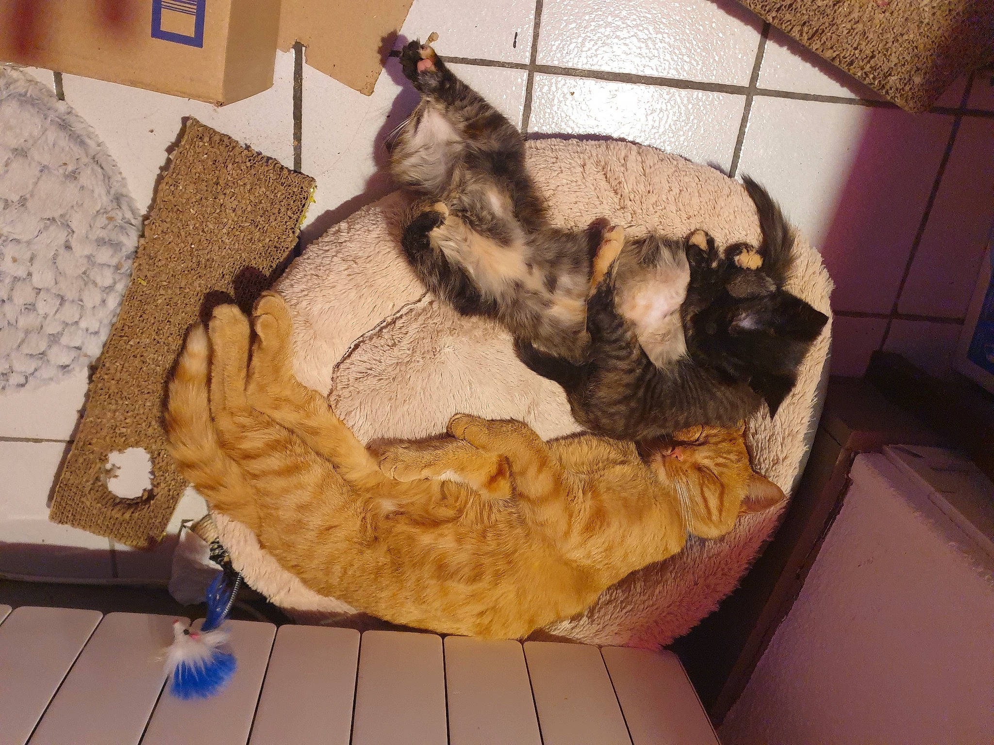 Oslow a rejoint le concours — aidez-le/la à gagner de superbes lots ! art, artifact, canidae, companion_dog, dog_breed, fawn, felidae, flooring, fur, hide, linens, natural_material, paw, pet_supply, room, sculpture, small_to_medium_sized_cats, sporting_group, tail, wood