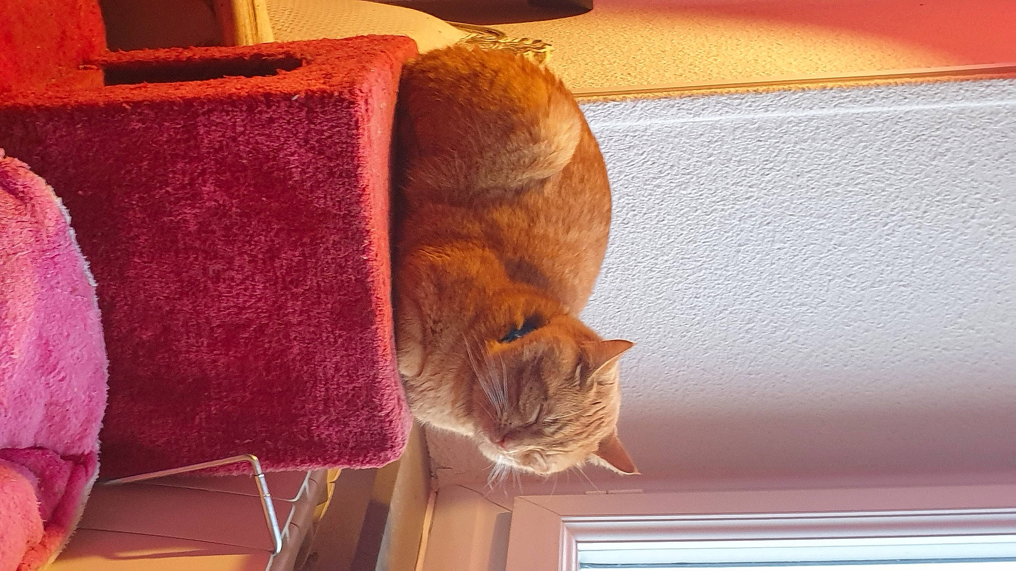 Oslow a rejoint le concours — aidez-le/la à gagner de superbes lots ! carnivore, cat, comfort, domestic_short_haired_cat, fawn, felidae, flooring, fur, hardwood, hat, line, linens, room, small_to_medium_sized_cats, tail, thread, whiskers, window, wood, wool