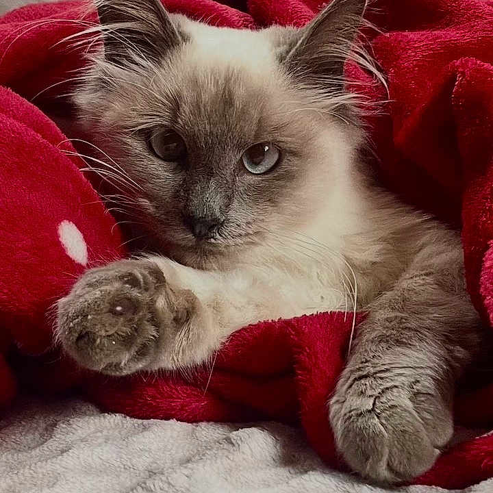 Sifli participe au concours pour gagner de l'argent avec cette photo : cat, fluffy, blue_eyes, red_blanket, cozy, relaxed, paws, indoor, fur, cute, pet, feline, resting, soft_texture, blanket, animal, close_up, comfort, sleepy, warm