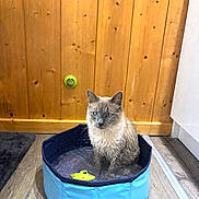 Sifli a rejoint le concours — aidez-le/la à gagner de superbes lots ! cat, wet_cat, blue_pool, water, wooden_floor, wooden_wall, toy, indoor, pet, animal, fur, gray_rug, small_pool, unimpressed_cat, domestic_cat, kitten, flooring, house, feline, sitting