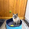 cat, wet_cat, blue_pool, water, wooden_floor, wooden_wall, toy, indoor, pet, animal, fur, gray_rug, small_pool, unimpressed_cat, domestic_cat, kitten, flooring, house, feline, sitting