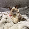 cat, fluffy, blanket, furniture, indoor, pet, animal, cozy, fur, expression, gesture, chair, domestic, cute, mammal, whiskers, relaxed, sassy, portrait, soft