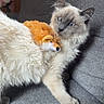 Sifli participe au concours pour gagner de l'argent avec cette photo : cat, fluffy, blue_eyes, stuffed_animal, orange, fox, toy, gray_couch, indoor, pet, feline, fur, cute, animal, relaxed, home, cozy, wooden_wall, soft, playful