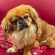 Mia is registered to the contest to win money with this photo: animal, black_nose, brown_fur, companion, cozy, cute, dog, domestic, ears, expression, fluffy, fur, indoor, looking, paw, pet, red_blanket, red_chair, sitting, small_dog