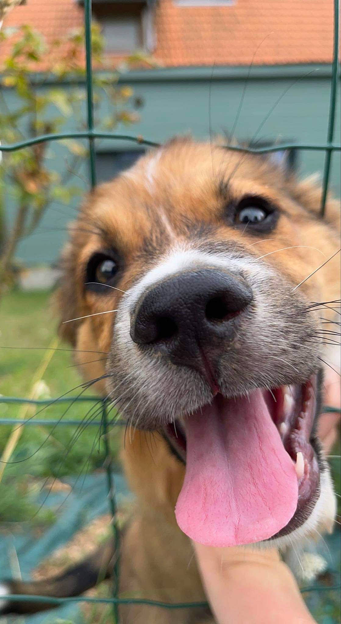 Canaille participe au concours pour gagner de l'argent avec cette photo : canidae, carnivore, collar, companion_dog, dog, dog_breed, dog_collar, dog_supply, fawn, fur, grass, leash, liver, pet_supply, plant, service, snout, sporting_group, terrestrial_animal, whiskers