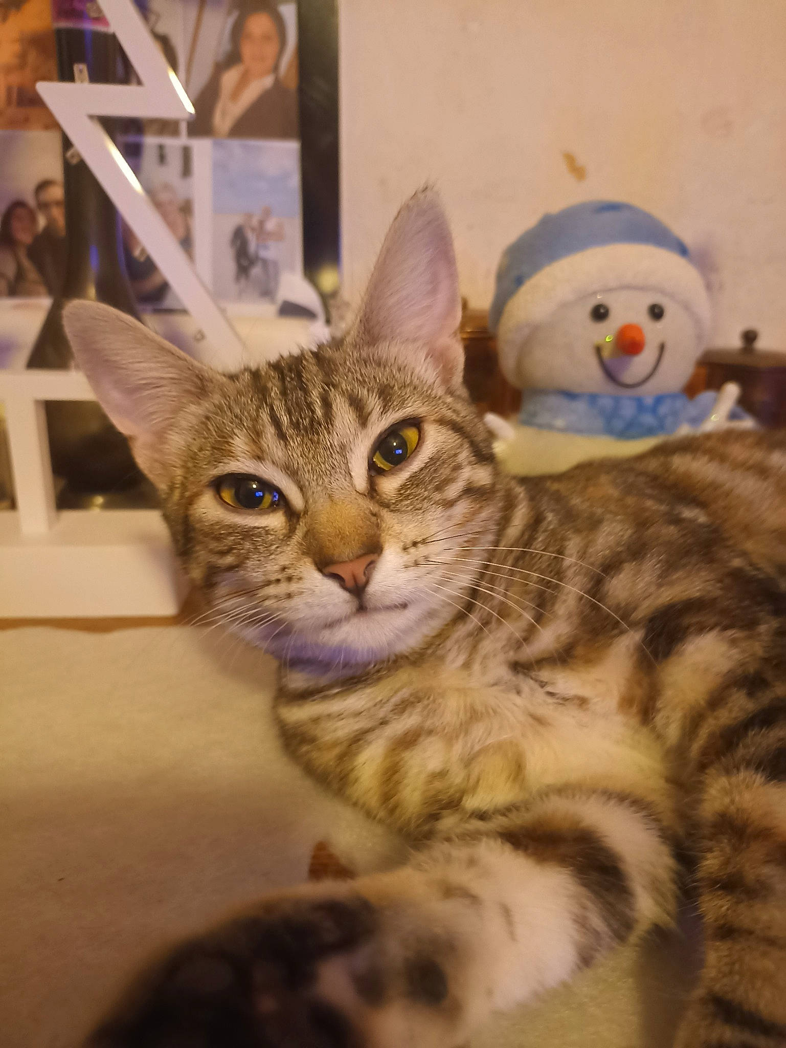 Capucine a rejoint le concours — aidez-le/la à gagner de superbes lots ! carnivore, cat, claw, domestic_short_haired_cat, fawn, felidae, fur, paw, small_to_medium_sized_cats, snout, stuffed_toy, tail, terrestrial_animal, toy, whiskers, wildlife