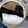 air_conditioner, animal, basket_chair, black_cat, blanket, cat, comfort, cozy, cushion, cute, domestic_cat, furniture, home, indoor, night, pet, relaxing, resting, soft_texture, window