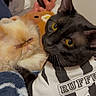 Sage is registered to the contest to win money with this photo: cat, black_cat, white_cat, pet, animal, feline, blanket, clothing, indoor, resting, cute, closeup, face, fur, yellow_eyes, person_hand, phone, cozy, relaxing, companion
