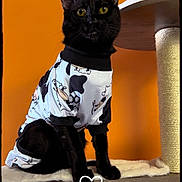 Sage is registered to the contest to win money with this photo: cat, black_cat, pet_clothing, cat_tree, orange_wall, indoor, feline, curious, animal, cute, sitting, portrait, whiskers, ears, yellow_eyes, domestic_cat, furniture, playful, cozy, costume