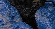 Sage is registered to the contest to win money with this photo: cat, black_cat, blanket, blue_blanket, cozy, fur, pet, animal, indoor, closeup, face, eyes, sleepy, warm, snuggled, texture, soft, comfort, portrait, resting