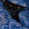 cat, black_cat, blanket, blue_blanket, cozy, fur, pet, animal, indoor, closeup, face, eyes, sleepy, warm, snuggled, texture, soft, comfort, portrait, resting