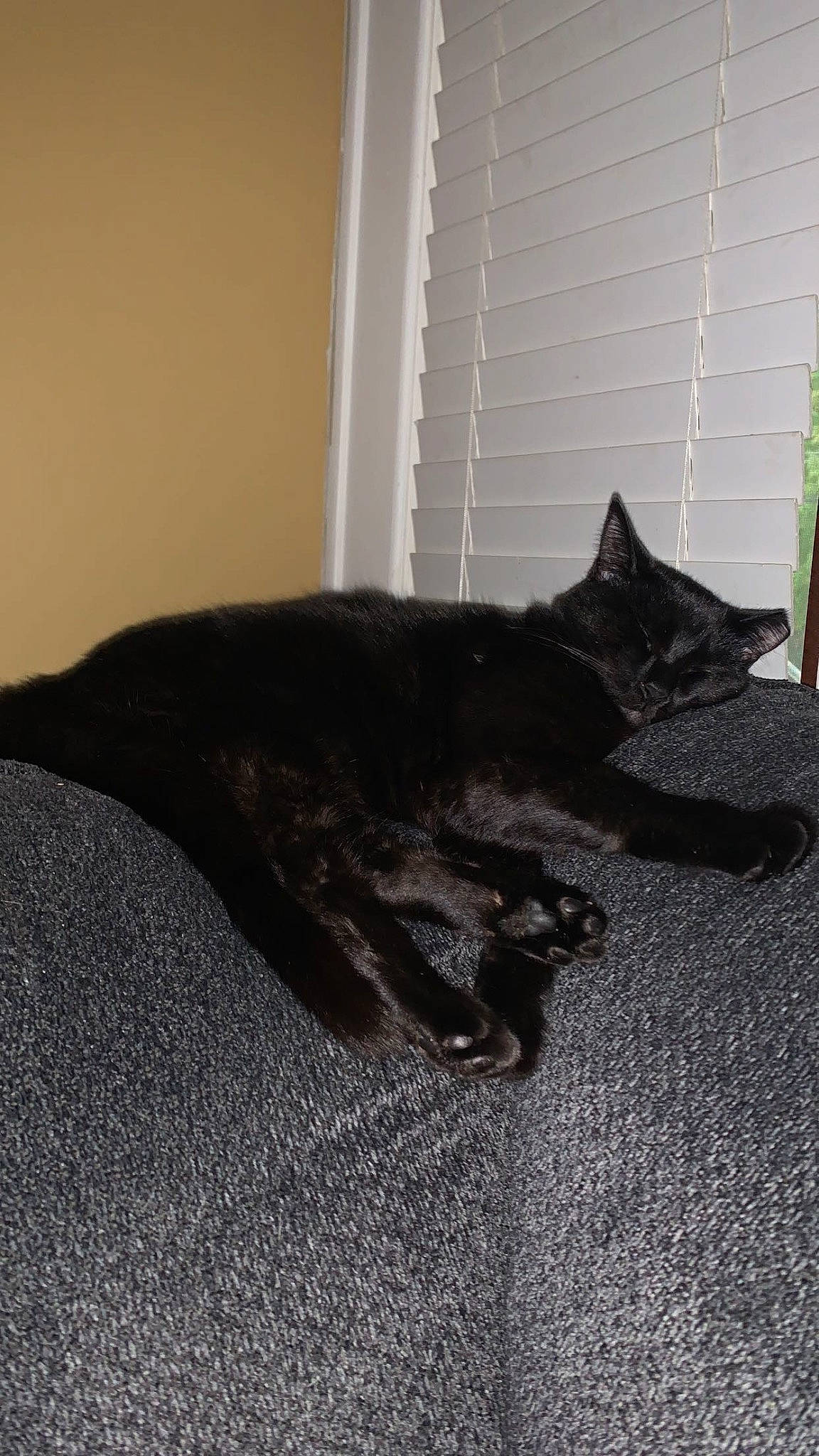 Nora is registered to the contest to win money with this photo: black_cat, carnivore, carpet, cat, comfort, dog_breed, domestic_short_haired_cat, felidae, flooring, fur, grey, linens, plant, room, small_to_medium_sized_cats, sporting_group, tail, whiskers, window, wood