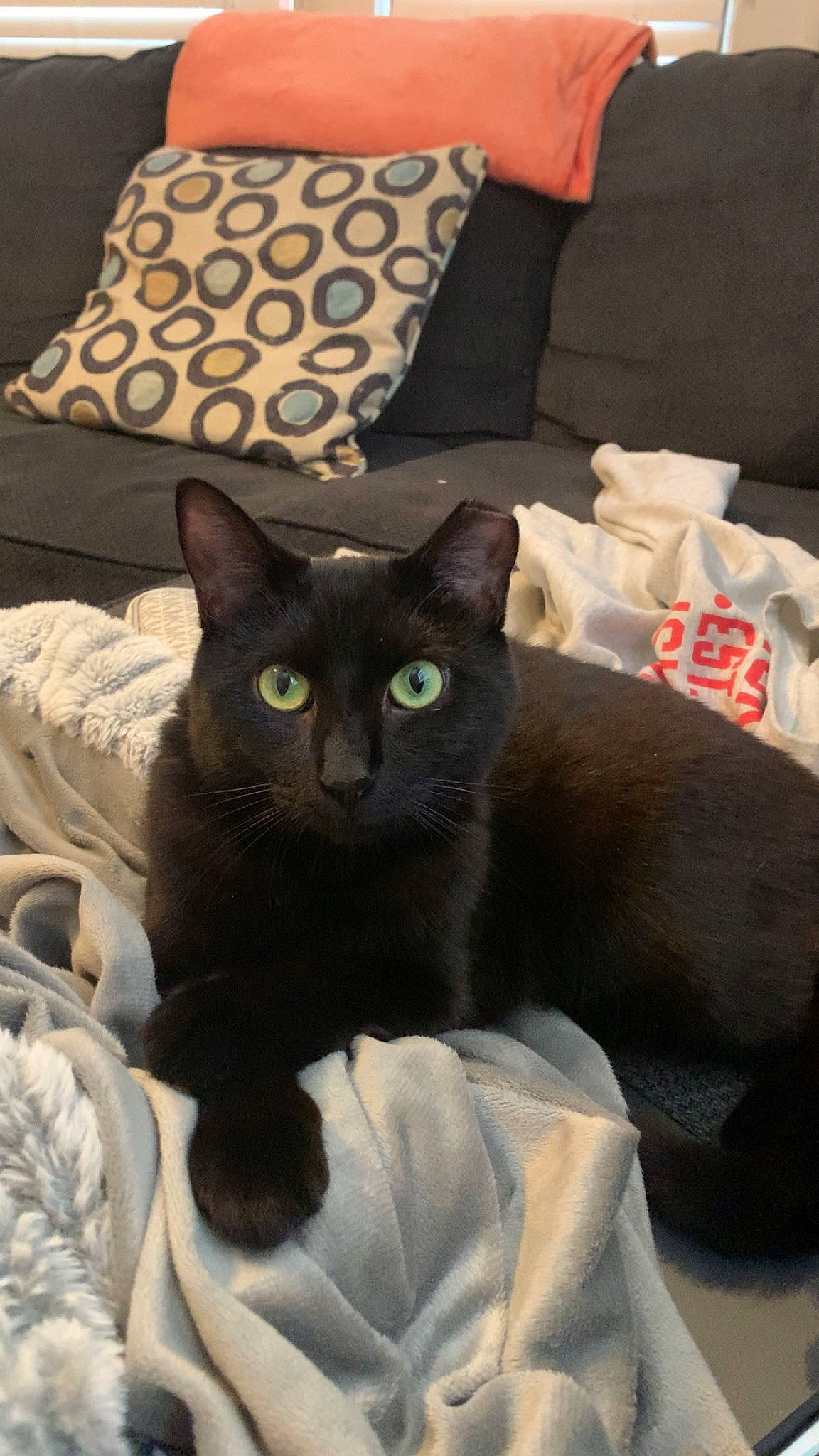 Nora joined the competition — help win amazing prizes! black_cat, bombay, carnivore, cat, cat_supply, comfort, domestic_short_haired_cat, felidae, fur, grey, linens, pet_supply, pillow, room, small_to_medium_sized_cats, snout, tail, throw_pillow, whiskers, white