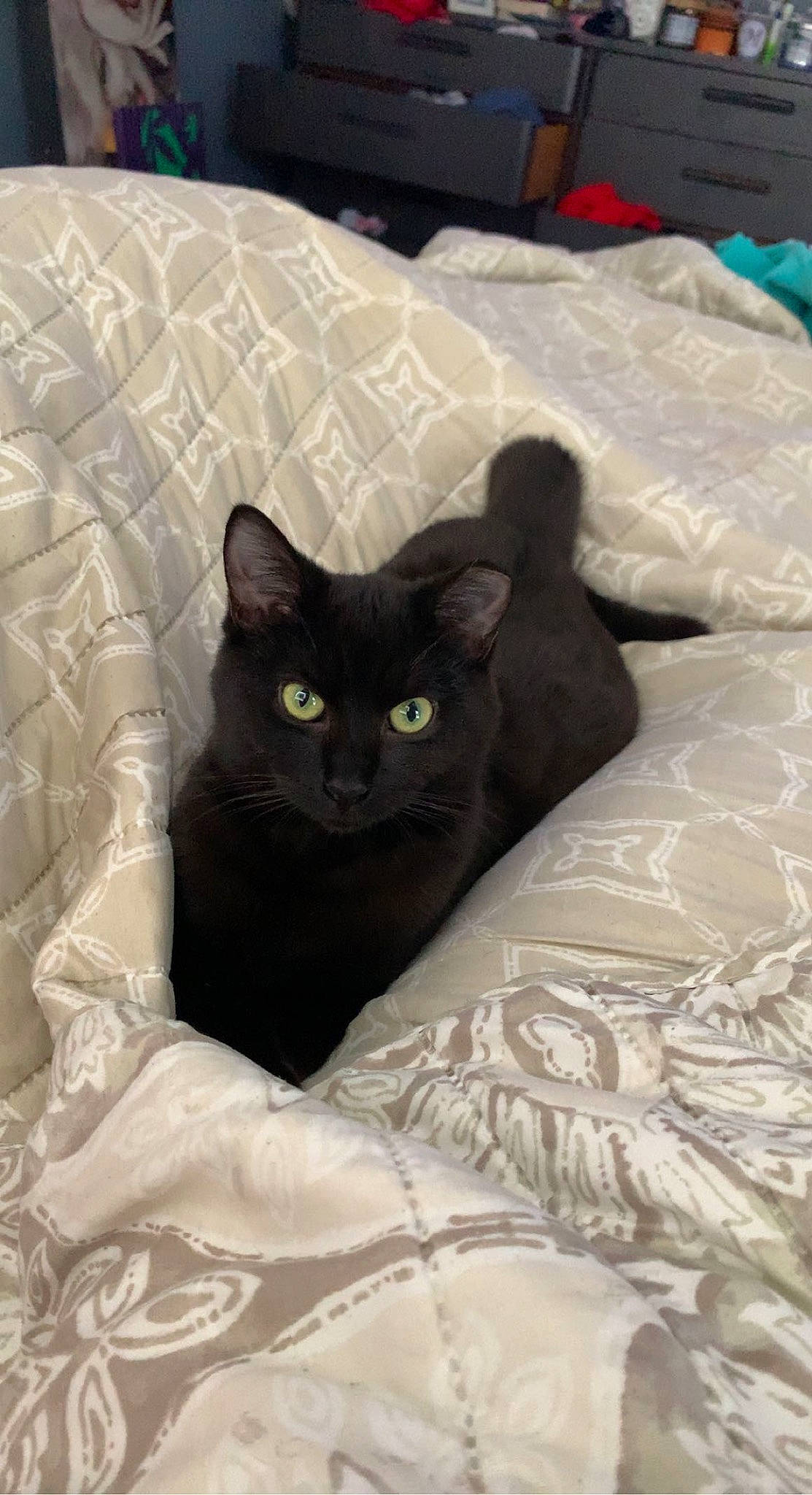 Nora joined the competition — help win amazing prizes! black_cat, bombay, carnivore, cat, cat_supply, comfort, domestic_short_haired_cat, felidae, fur, grey, hardwood, linens, pattern, room, small_to_medium_sized_cats, tail, terrestrial_animal, whiskers