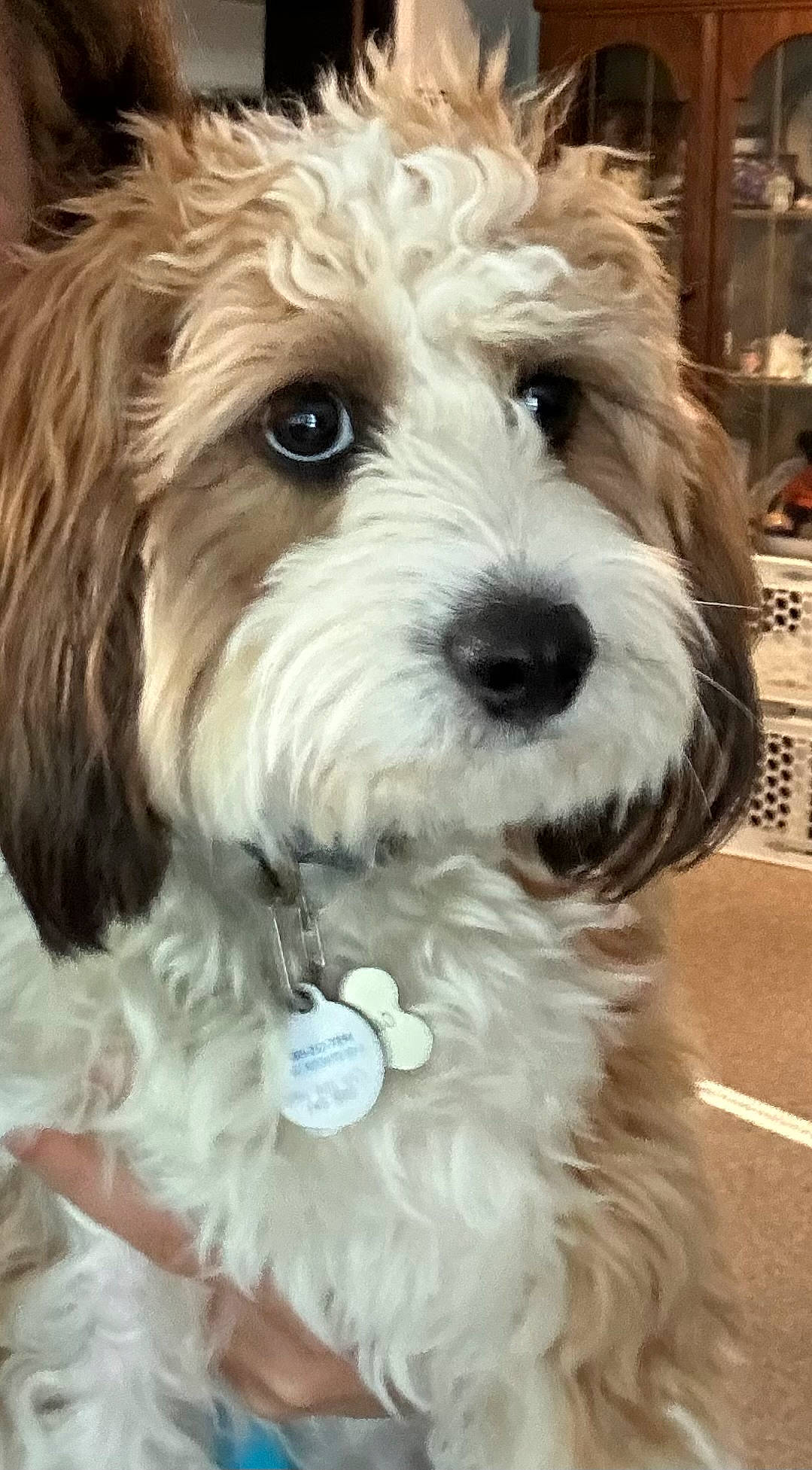 Sedona joined the competition — help win amazing prizes! canidae, carnivore, companion_dog, dog, dog_breed, dog_collar, fur, labradoodle, maltepoo, poodle, puppy, shelf, small_terrier, snout, sporting_group, terrier, toy_dog, water_dog, working_animal, yorkipoo