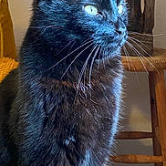 Réglisse participe au concours pour gagner de l'argent avec cette photo : black_cat, cat, feline, pet, animal, indoor, yellow_chair, wooden_sculpture, whiskers, fur, portrait, looking_away, side_view, domestic_cat, sitting, curious, household, cozy, natural_light, close_up