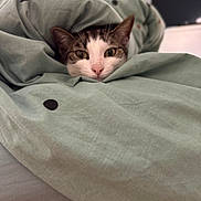 Charlie participe au concours pour gagner de l'argent avec cette photo : cat, pet, blanket, cozy, indoor, curious, feline, fur, bedroom, resting, cute, animal, soft, domestic, whiskers, head, eyes, comfort, sleepy, wrapped