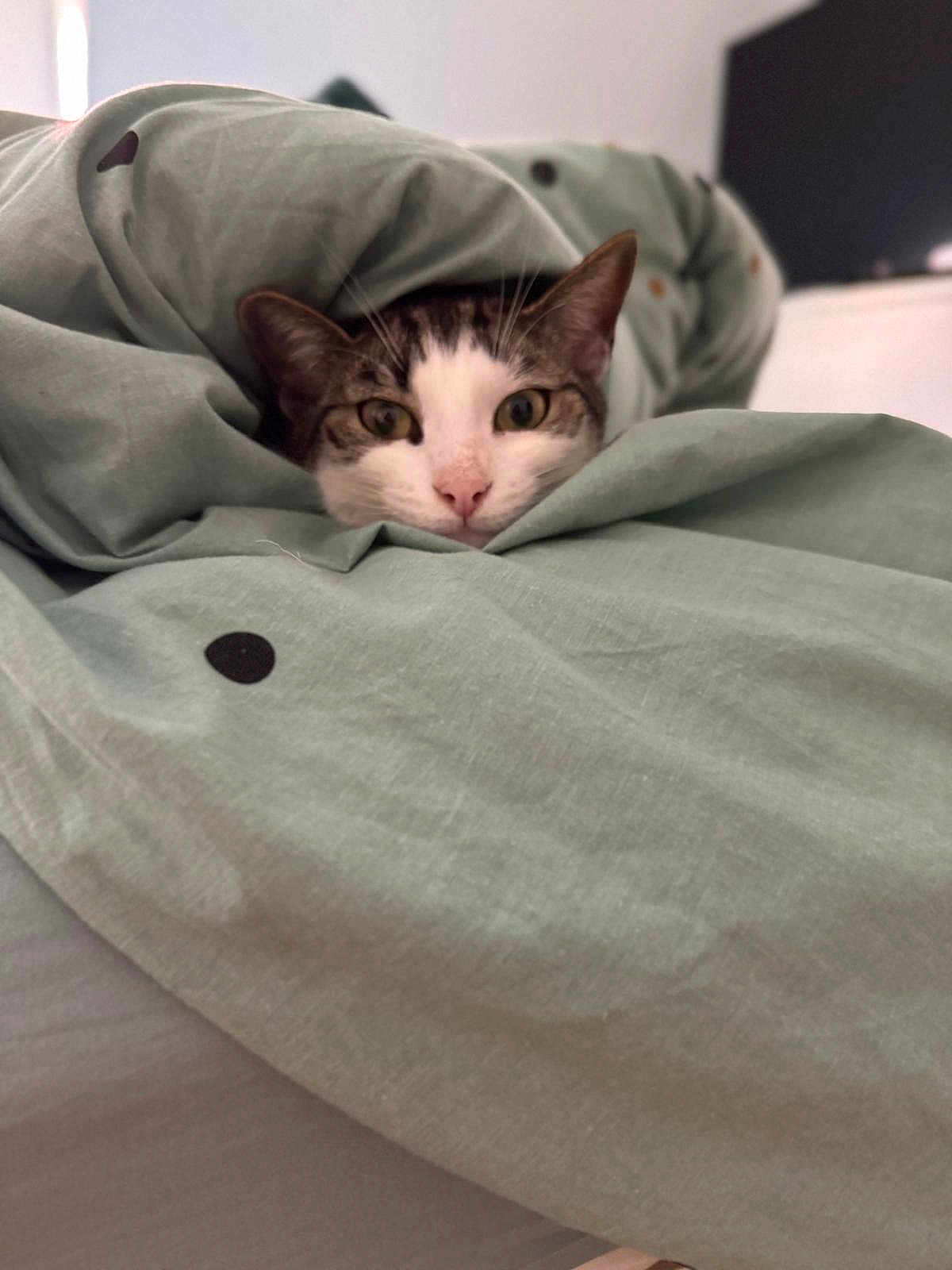Charlie participe au concours pour gagner de l'argent avec cette photo : cat, pet, blanket, cozy, indoor, curious, feline, fur, bedroom, resting, cute, animal, soft, domestic, whiskers, head, eyes, comfort, sleepy, wrapped