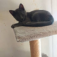 Lou participe au concours pour gagner de l'argent avec cette photo : cat, kitten, gray_fur, cat_tree, platform, indoor, pet, feline, resting, curious, animal, fur, whiskers, ears, tail, cute, young, mammal, sleepy, household