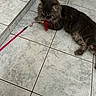 Tahiel a rejoint le concours — aidez-le/la à gagner de superbes lots ! cat, gray_cat, fluffy_cat, pet, indoor, tile_floor, toy, feather_toy, pink_wand, playing, animal, feline, relaxed, cute, domestic, floor, whiskers, paws, lying_down, close_up