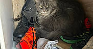 Tahiel participe au concours pour gagner de l'argent avec cette photo : cat, shoe_cabinet, shoes, sneakers, boots, floor, fur, pet, indoor, gray_cat, resting, cozy, cabinet, storage, paw, claws, animal, feline, quiet, sitting