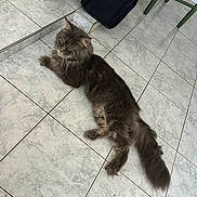 Tahiel participe au concours pour gagner de l'argent avec cette photo : cat, feline, gray_cat, long_fur, indoor, tiled_floor, pet, animal, resting, lying_down, floor, domestic, whiskers, tail, ears, bag, chair, corner, household, quiet