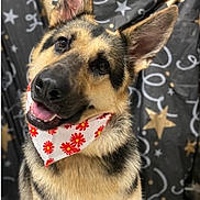 Lila joined the competition — help win amazing prizes! animal, background, bandana, black, close_up, cute, dog, ears, flower_pattern, friendly, fur, german_shepherd, happy, pet, portrait, red, smiling, stars, tan, white