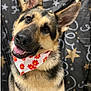 animal, background, bandana, black, close_up, cute, dog, ears, flower_pattern, friendly, fur, german_shepherd, happy, pet, portrait, red, smiling, stars, tan, white