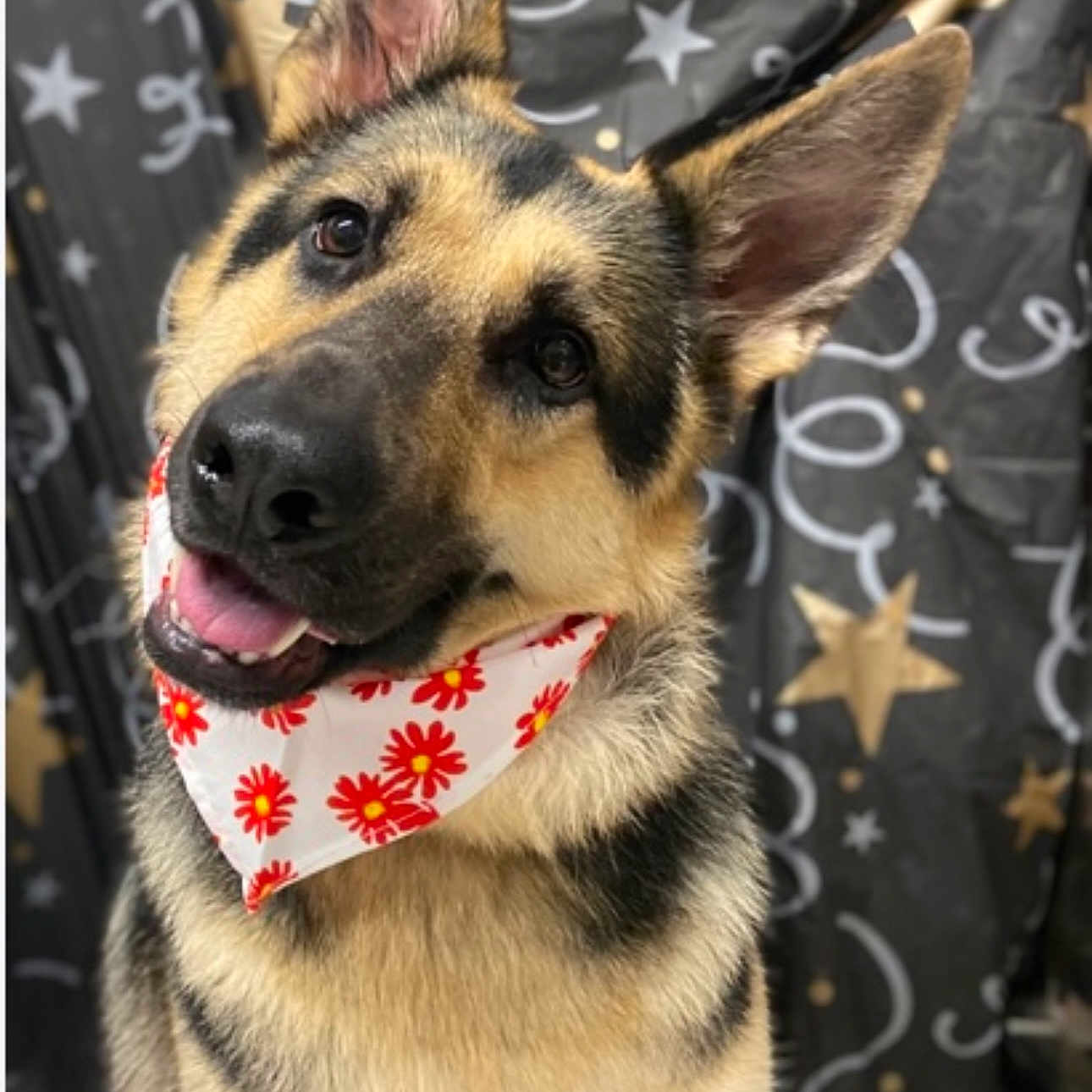 Lila joined the competition — help win amazing prizes! animal, background, bandana, black, close_up, cute, dog, ears, flower_pattern, friendly, fur, german_shepherd, happy, pet, portrait, red, smiling, stars, tan, white