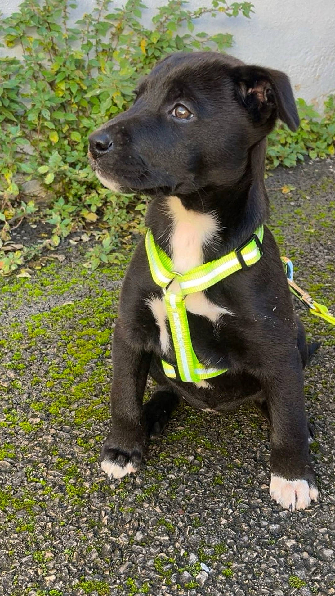 Zoé participe au concours pour gagner de l'argent avec cette photo : black_dog, canine, curious, daylight, dog, gravel, harness, leash, moss, nature, neon_green, outdoor, pet, plants, puppy, side_view, sitting, white_chest, white_paws, young_dog