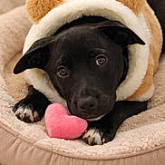 Zoé participe au concours pour gagner de l'argent avec cette photo : adorable, animal, bear_ears, black_dog, close_up, comfort, cozy, cute, dog, fur, heart_shaped_toy, hoodie, indoor, pet, pet_bed, plush_toy, puppy, resting, sleepy, soft_texture