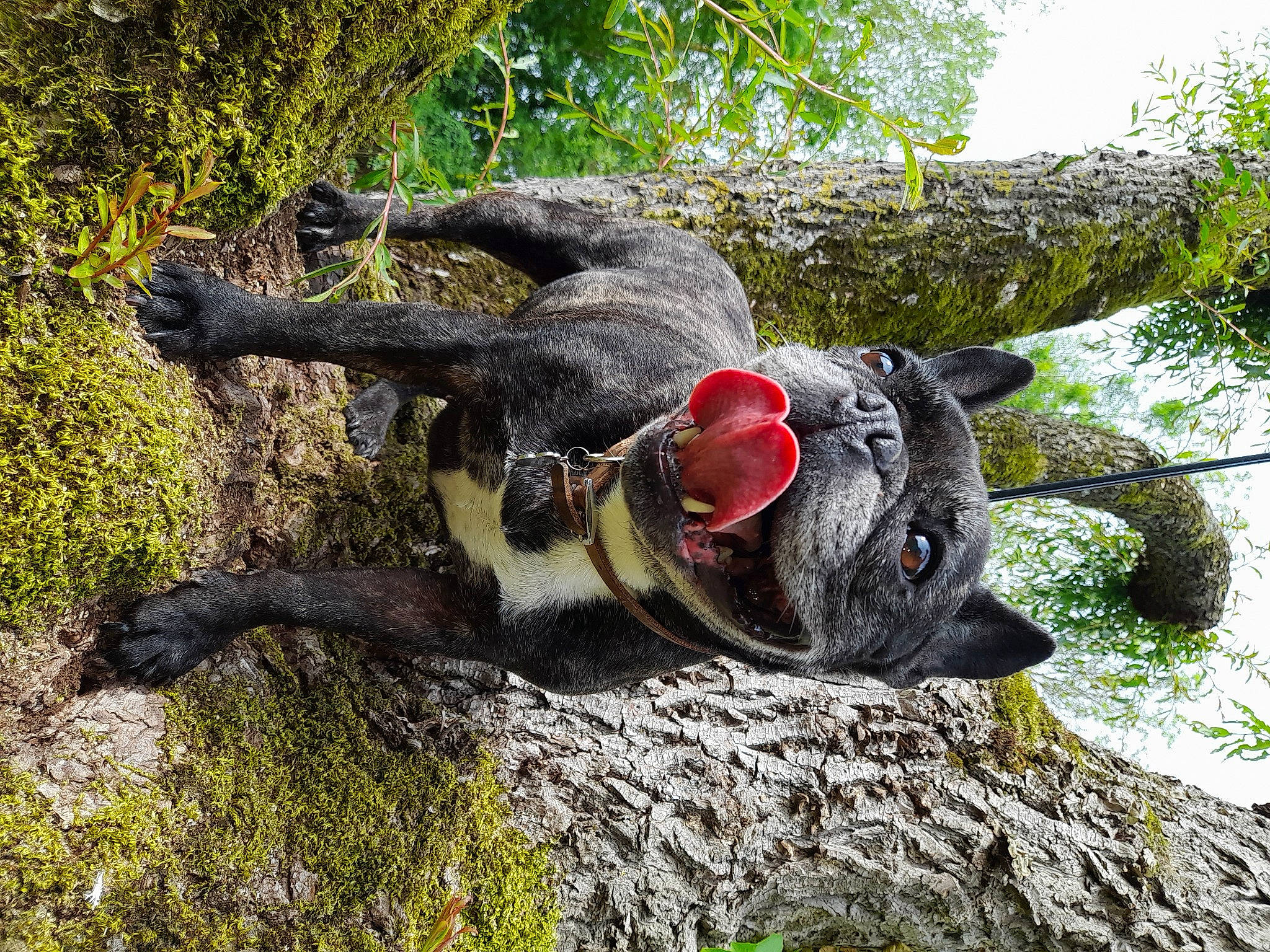 Kayna a rejoint le concours — aidez-le/la à gagner de superbes lots ! canidae, carnivore, collar, companion_dog, dog, dog_breed, fawn, grass, guard_dog, pack_animal, plant, sky, snout, sporting_group, tail, terrestrial_animal, tree, trunk, wood, working_animal