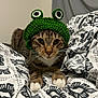 cat, tabby_cat, animal, pet, hat, crocheted_hat, green_hat, bed, blanket, patterned_blanket, white_paws, whiskers, indoor, cute, funny_hat, feline, resting, closeup, face, ears
