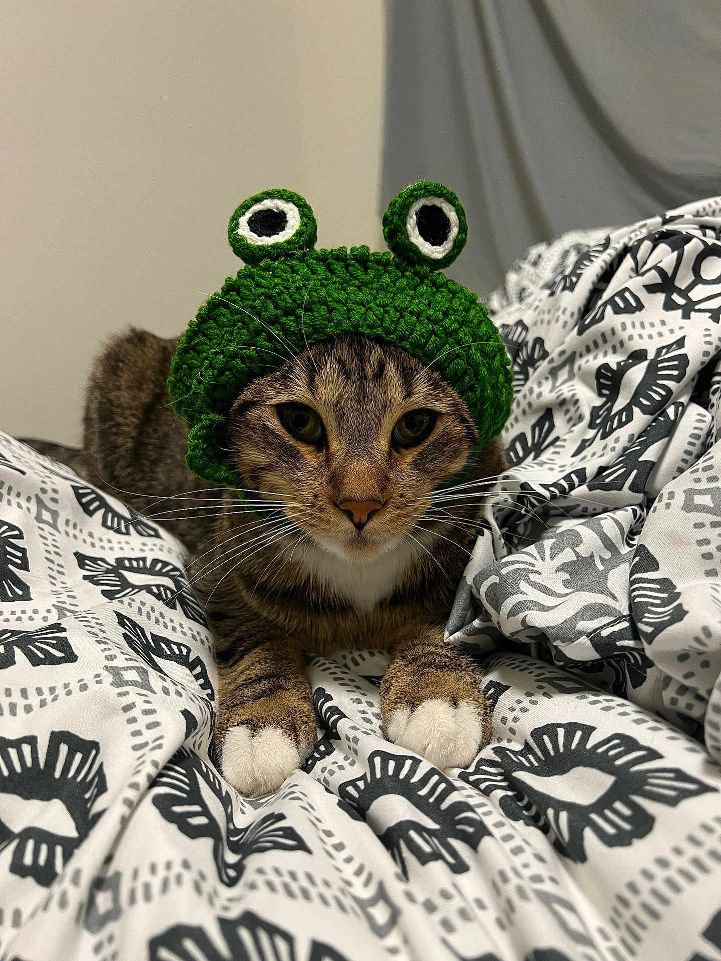 Boba joined the competition — help win amazing prizes! cat, tabby_cat, animal, pet, hat, crocheted_hat, green_hat, bed, blanket, patterned_blanket, white_paws, whiskers, indoor, cute, funny_hat, feline, resting, closeup, face, ears