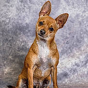 Viko a rejoint le concours — aidez-le/la à gagner de superbes lots ! dog, small_dog, brown_dog, pet, canine, ears, sitting, head_tilt, portrait, studio, animal, cute, looking_at_camera, fur, paw, floor, indoors, expression, background, companion