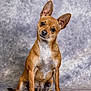 dog, small_dog, brown_dog, pet, canine, ears, sitting, head_tilt, portrait, studio, animal, cute, looking_at_camera, fur, paw, floor, indoors, expression, background, companion