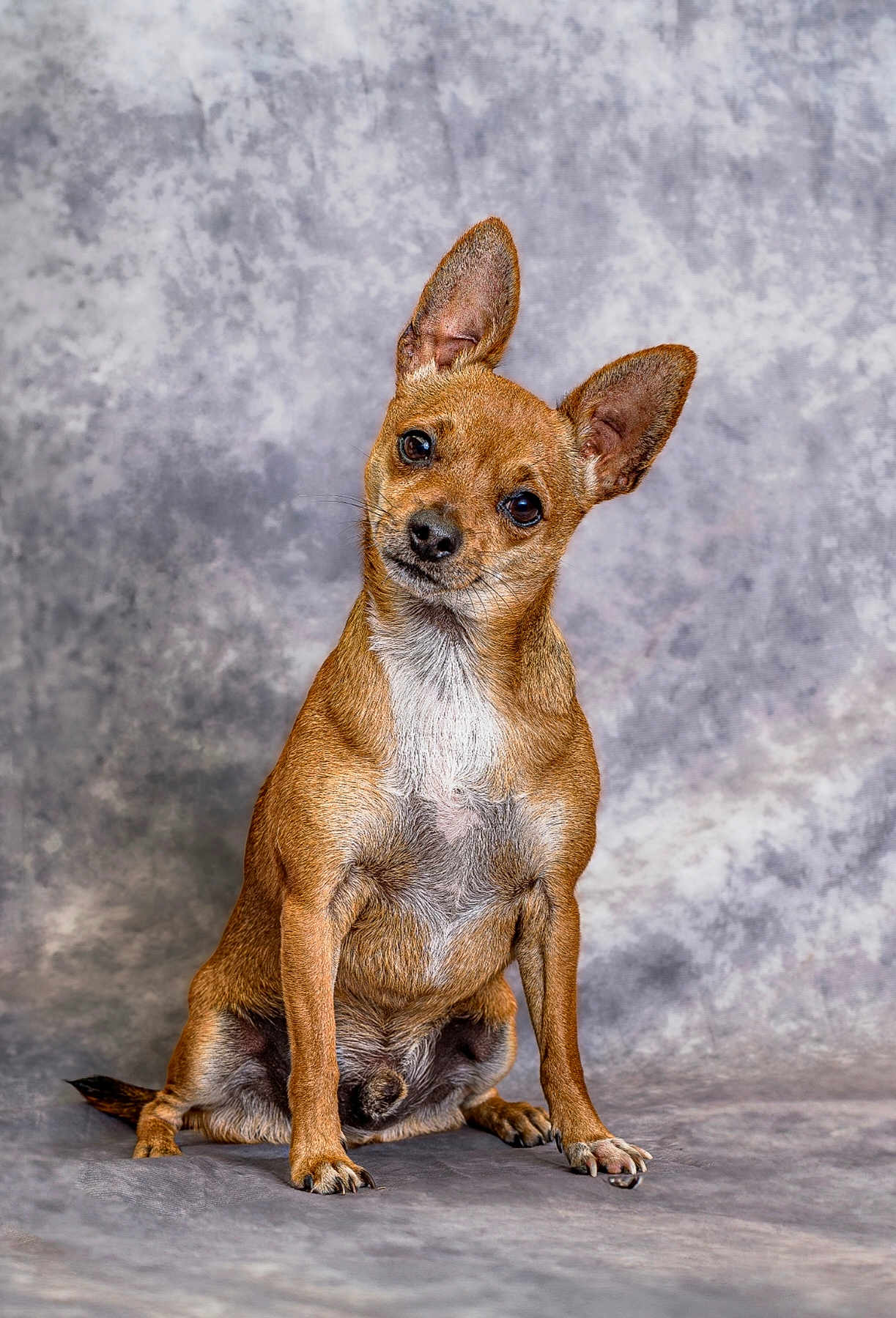 Viko a rejoint le concours — aidez-le/la à gagner de superbes lots ! dog, small_dog, brown_dog, pet, canine, ears, sitting, head_tilt, portrait, studio, animal, cute, looking_at_camera, fur, paw, floor, indoors, expression, background, companion