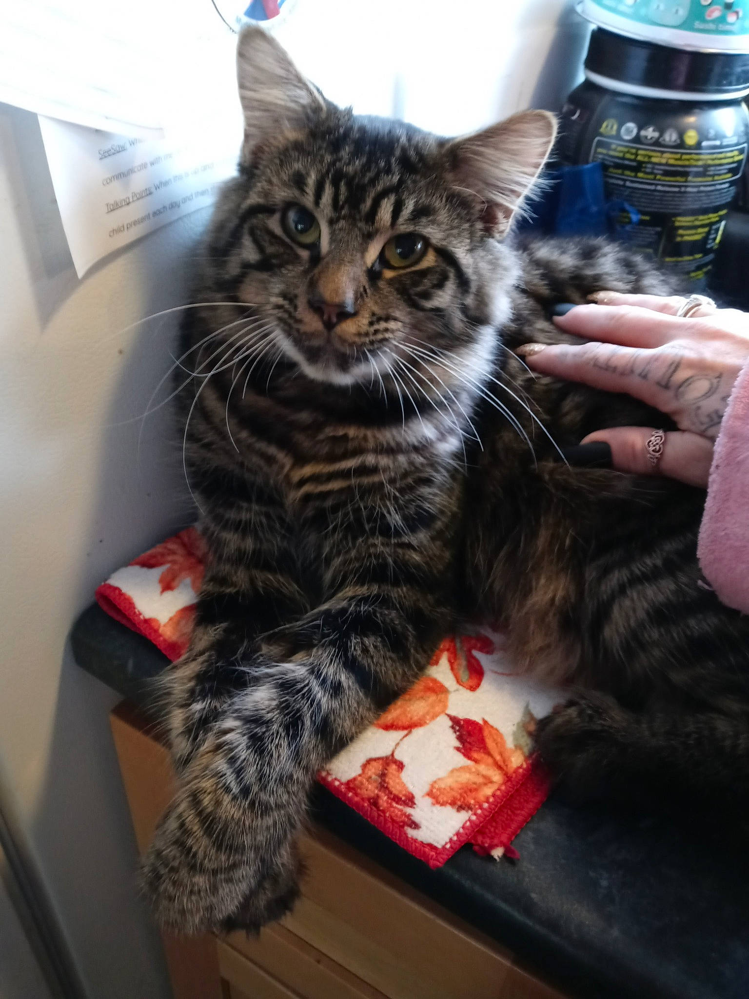 Tigey joined the competition — help win amazing prizes! carnivore, cat, claw, comfort, domestic_short_haired_cat, drinking_water, felidae, fur, kitchen_appliance, lap, liquid, paw, small_to_medium_sized_cats, snout, tail, tree, water_bottle, whiskers