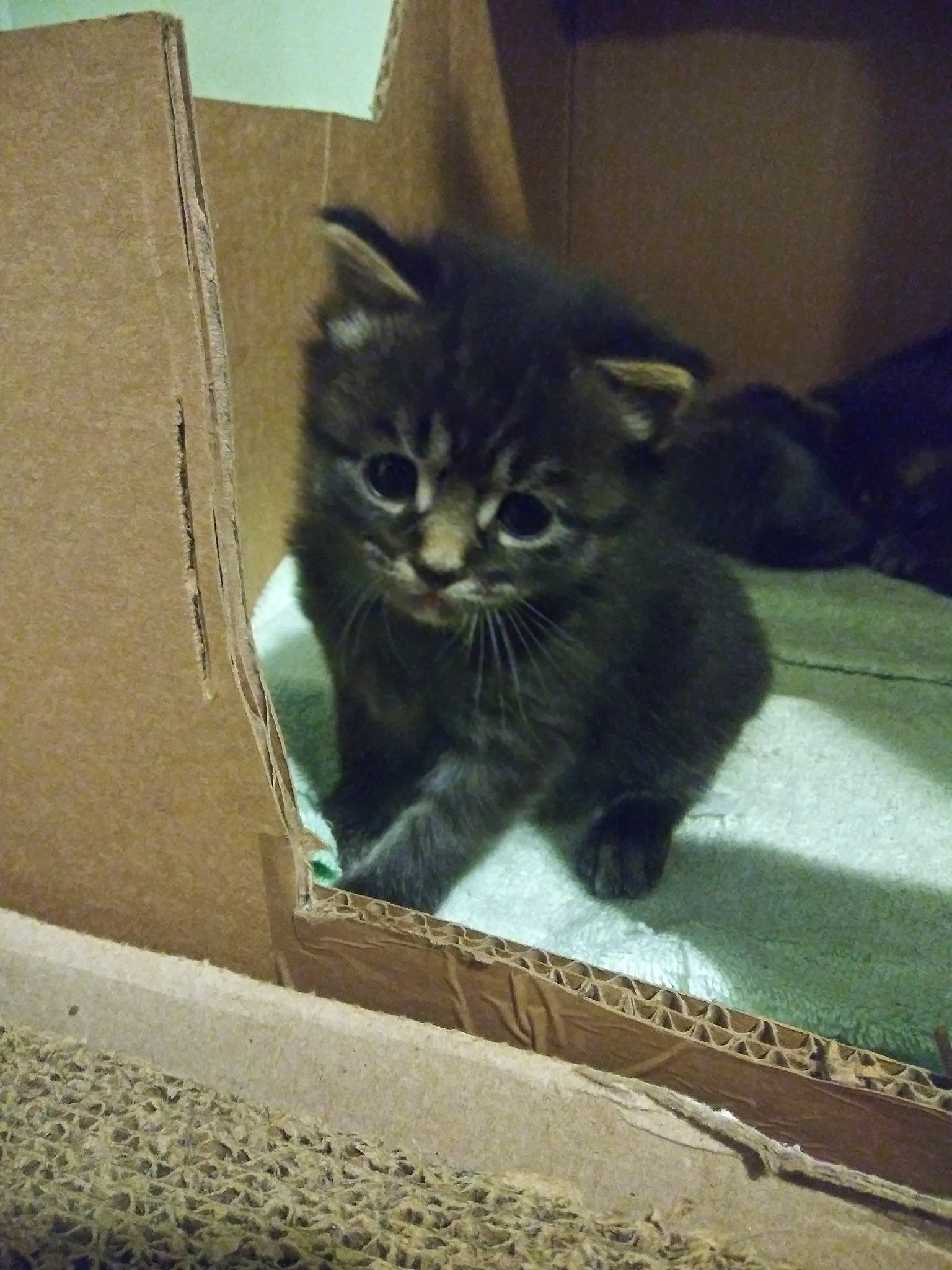 Tigey joined the competition — help win amazing prizes! box, carnivore, cat, domestic_short_haired_cat, felidae, floor, flooring, fur, grey, paw, road_surface, sitting, small_to_medium_sized_cats, snout, tail, terrestrial_animal, tints_and_shades, whiskers, window, wood