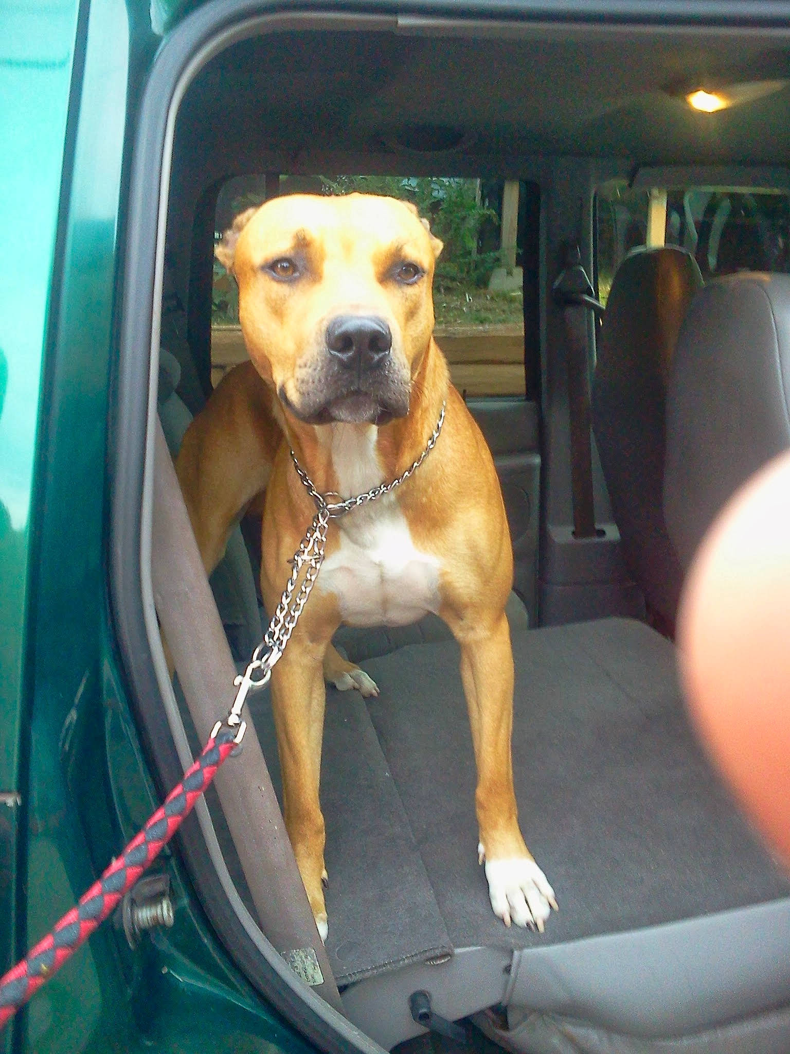 Cujo joined the competition — help win amazing prizes! automotive_exterior, automotive_mirror, car, car_seat, carnivore, collar, companion_dog, dog, dog_breed, dog_collar, fawn, hood, motor_vehicle, snout, sporting_group, vehicle, vehicle_door, windscreen_wiper, windshield, working_animal