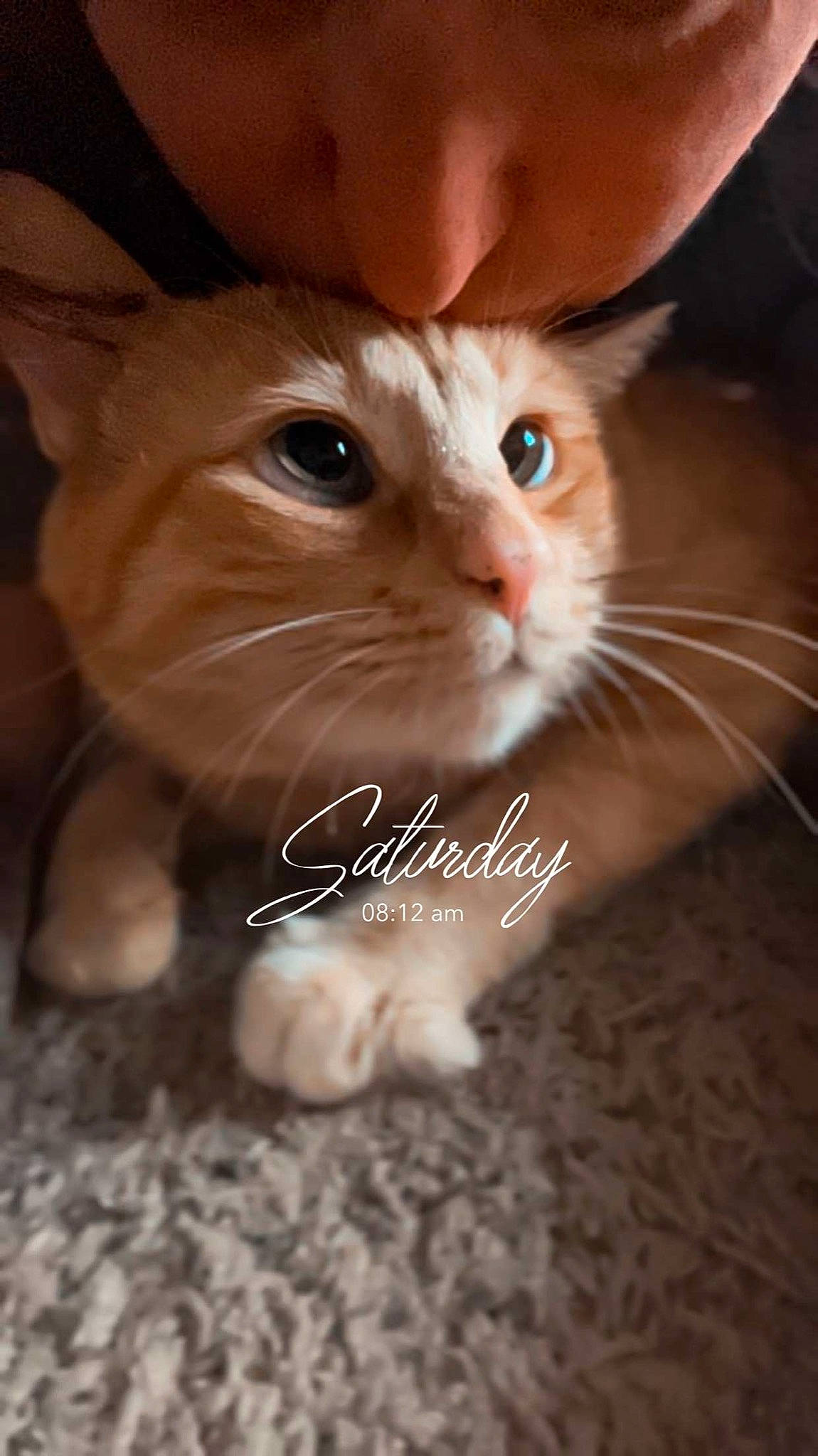 Oliver is registered to the contest to win money with this photo: carnivore, cat, claw, close_up, domestic_short_haired_cat, ear, fawn, felidae, foot, fur, gesture, paw, photo_caption, small_to_medium_sized_cats, snout, tail, terrestrial_animal, toy, whiskers, wood