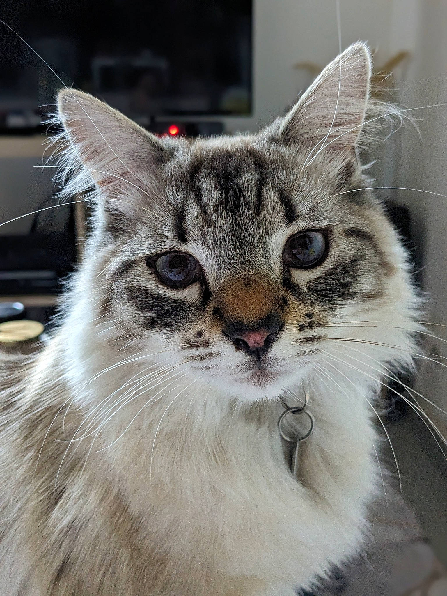 Picchu participe au concours pour gagner de l'argent avec cette photo : carnivore, cat, claw, domestic_short_haired_cat, felidae, fur, paw, photo_caption, small_to_medium_sized_cats, snout, tree, whiskers, window