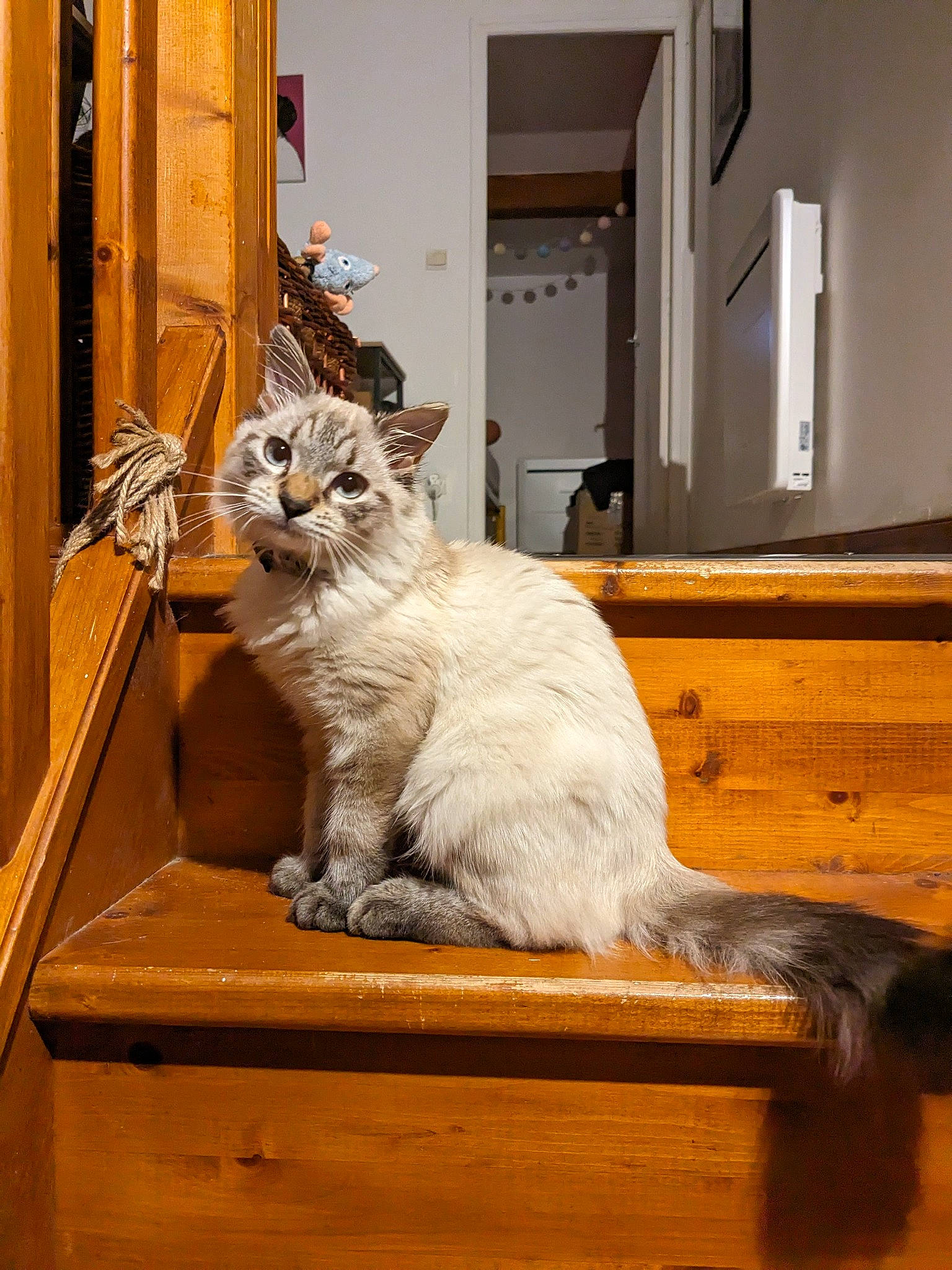Picchu participe au concours pour gagner de l'argent avec cette photo : box, cabinetry, carnivore, cat, domestic_short_haired_cat, door, drawer, felidae, flooring, fur, glass, hardwood, paw, room, sitting, small_to_medium_sized_cats, tail, whiskers, window, wood