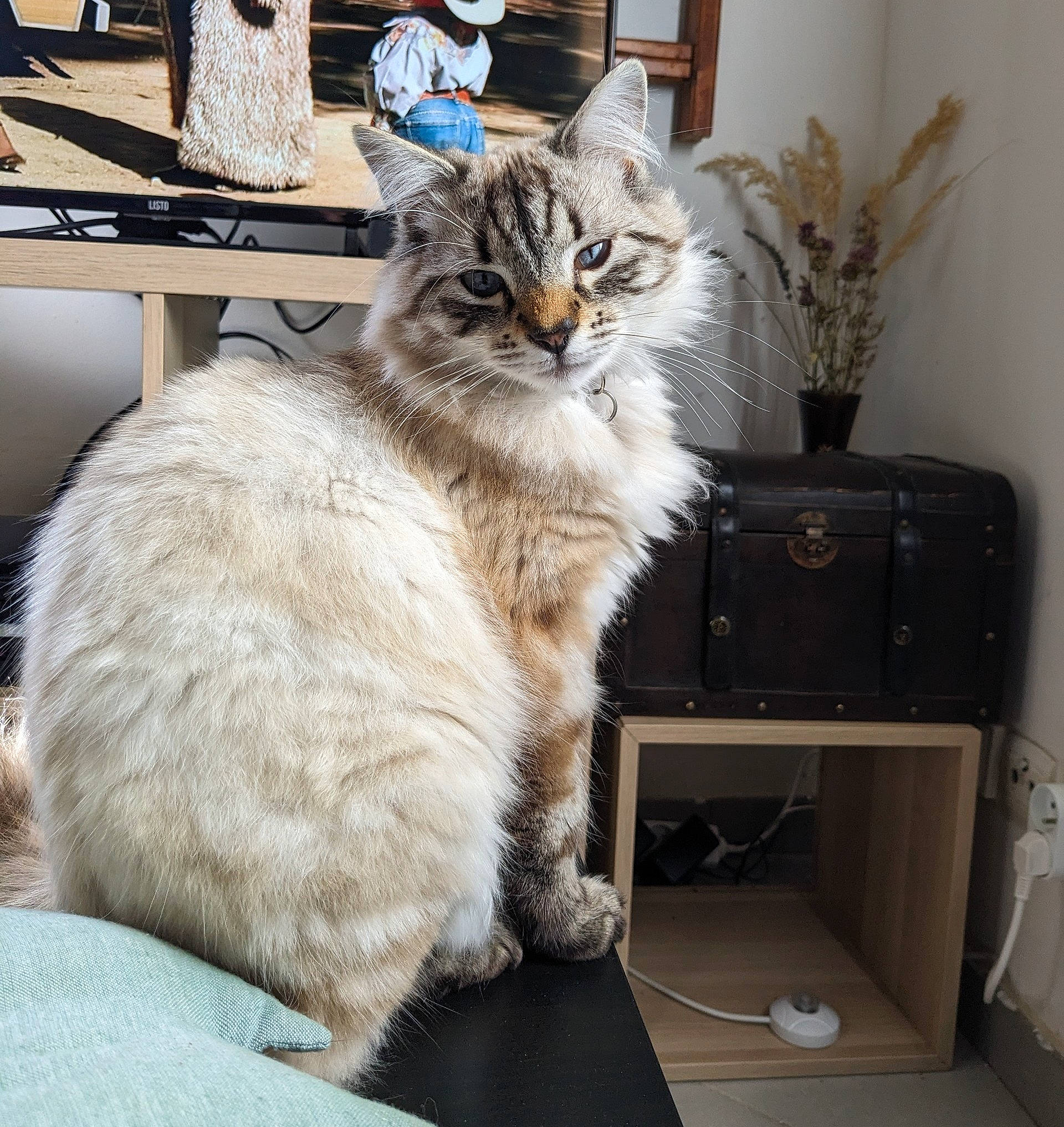 Picchu a rejoint le concours — aidez-le/la à gagner de superbes lots ! box, cabinetry, carnivore, cat, comfort, domestic_short_haired_cat, drawer, felidae, flowerpot, fur, grey, hardwood, houseplant, paw, plant, small_to_medium_sized_cats, tail, whiskers, window, wood