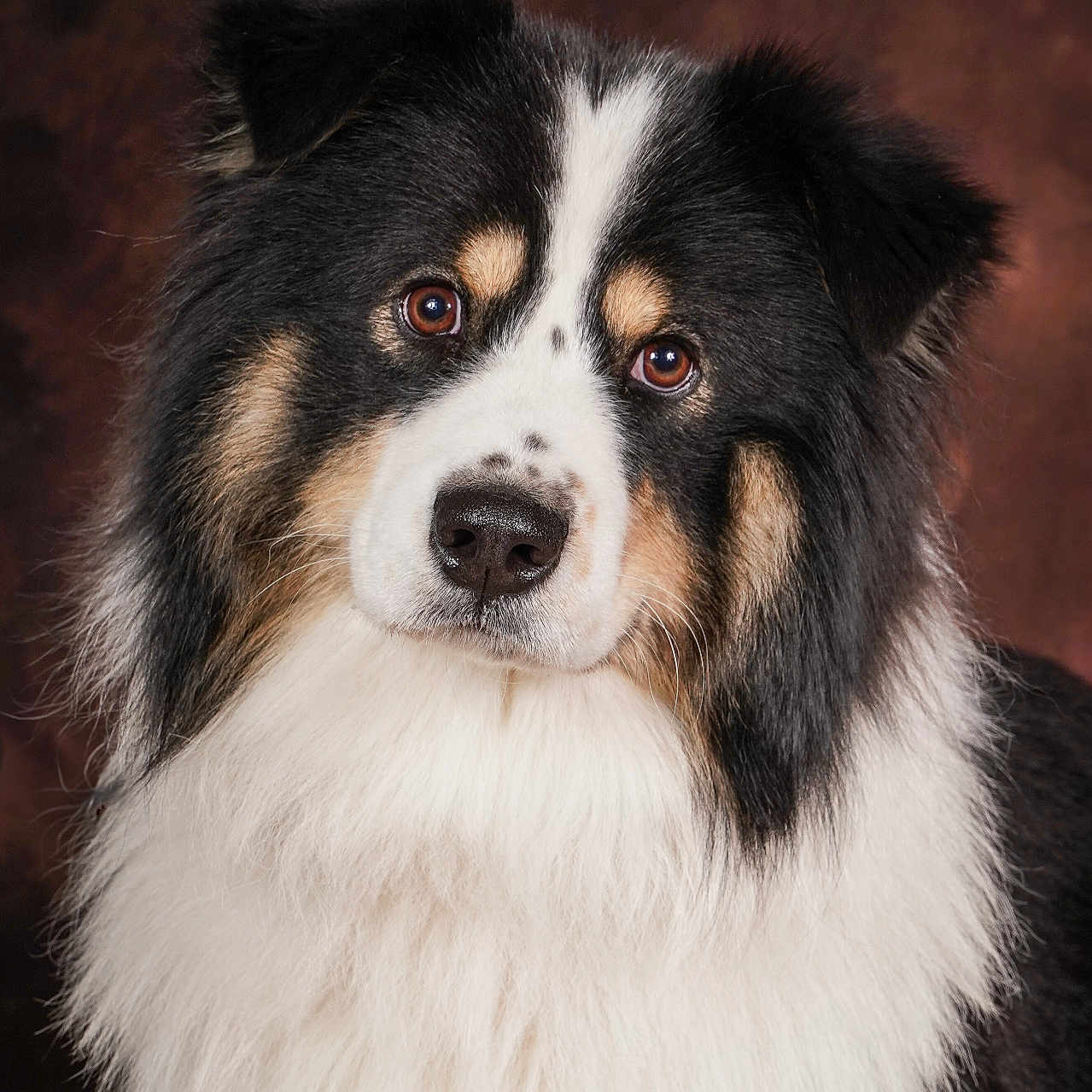 Toupie participe au concours pour gagner de l'argent avec cette photo : animal, canine, cockerspaniel, collie, dog, eskimodog, husky, papillon, pet, puppy, snout
