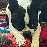 Alis joined the competition — help win amazing prizes! animal, black_and_white, blanket, canine, close_up, comfort, companion, cozy, cute, dog, ears, face, fur, household, indoor, lying_down, paws, pet, relaxed, resting