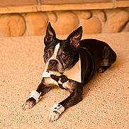 George is registered to the contest to win money with this photo: dog, boston_terrier, pet, carpet, indoor, collar, bow_tie, cuffs, black_and_white, animal, cute, lying_down, fireplace, home, portrait, mammal, domestic_animal, fur, ears, paws