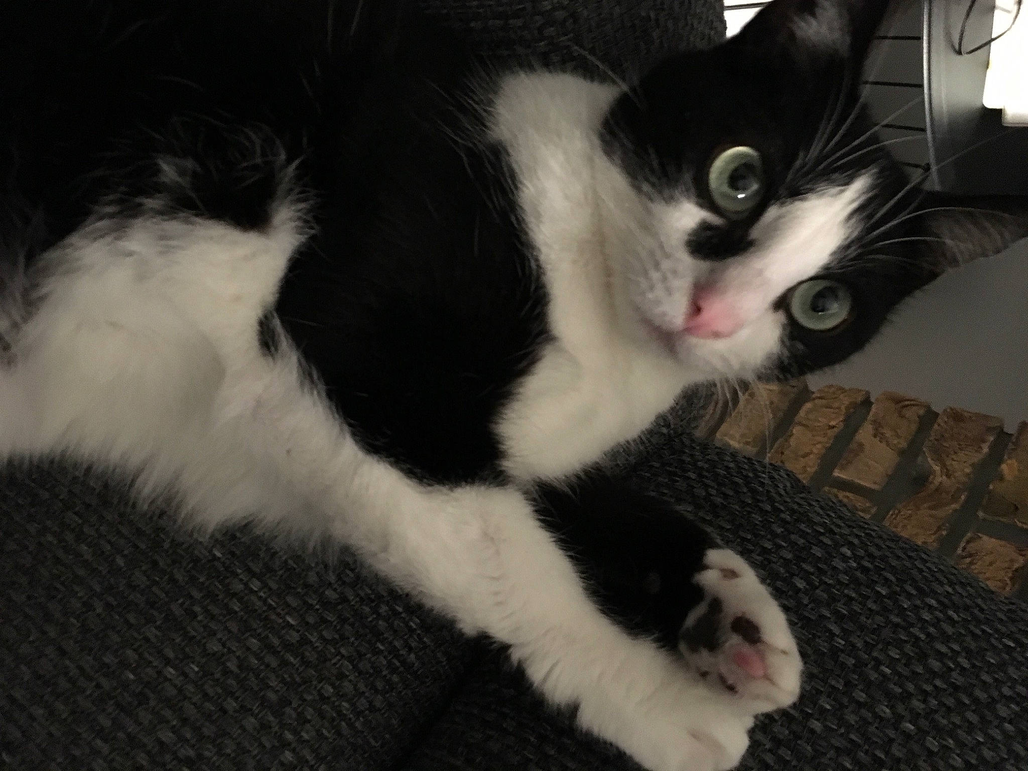 Vicky a rejoint le concours — aidez-le/la à gagner de superbes lots ! carnivore, cat, claw, comfort, domestic_short_haired_cat, felidae, fur, monochrome_photography, paw, small_to_medium_sized_cats, snout, tail, whiskers