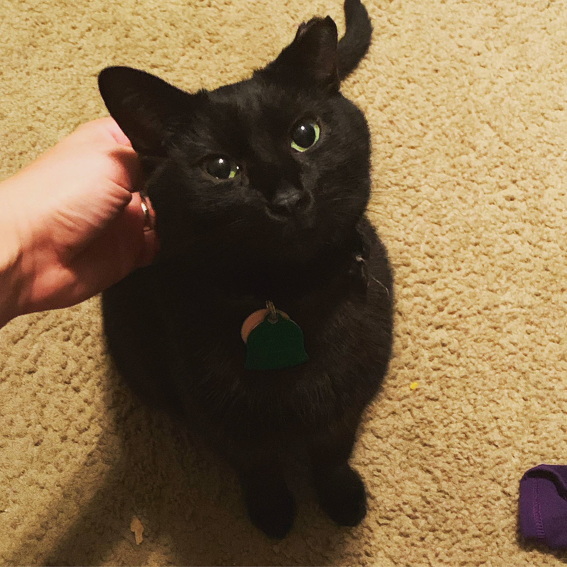 Angela is registered to the contest to win money with this photo: black_cat, bombay, carnivore, cat, claw, domestic_short_haired_cat, felidae, flooring, fur, gesture, paw, shadow, small_to_medium_sized_cats, snout, tail, terrestrial_animal, vegetable, whiskers